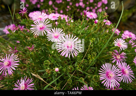 Lila Blüten und üppigen, grünen, saftigen Stängel der Hinterkante (Delosperma cooperi iceplant) wachsen in Vinstra, Japan. Stockfoto