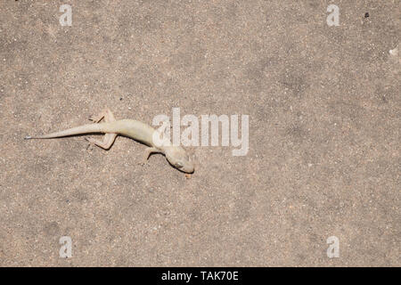 Nahaufnahme Bilder von Asien kleine tote Eidechse. Stockfoto