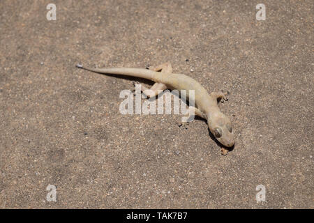 Nahaufnahme Bilder von Asien kleine tote Eidechse. Stockfoto