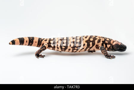 Gila Monster Echse auf weißem Hintergrund Stockfoto