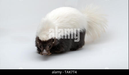 Hog-gerochene Skunk isoliert auf einem weißen Hintergrund weiß und schwarz Stockfoto