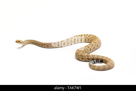 Santa Catalina Island Klapperschlange Crotalus catalinensis auf weißem Hintergrund Stockfoto