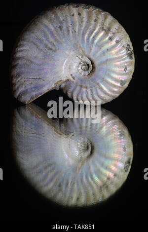 Perlmutt Cleoniceras Ammonit Fossil vor einem schwarzen Hintergrund. Exeter, Großbritannien. Stockfoto