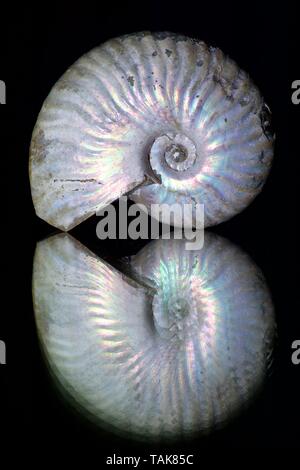 Perlmutt Cleoniceras Ammonit Fossil vor einem schwarzen Hintergrund. Exeter, Großbritannien. Stockfoto