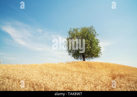 Einsamer Baum im Bereich der goldene Weizen. Sommer Landschaft mit bewölktem Himmel Stockfoto