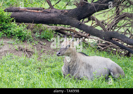 Nilgai (Boselaphus tragocamelus) männliche Portrait. Keoladeo Nationalpark. Bharatpur. Rajasthan. Indien. Stockfoto