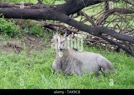 Nilgai (Boselaphus tragocamelus) männliche Portrait. Keoladeo Nationalpark. Bharatpur. Rajasthan. Indien. Stockfoto