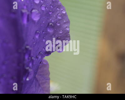 Lila Blüten mit Wassertropfen bedeckt. Nach dem Regen oder Bewässerung. Makro Modus. Stockfoto