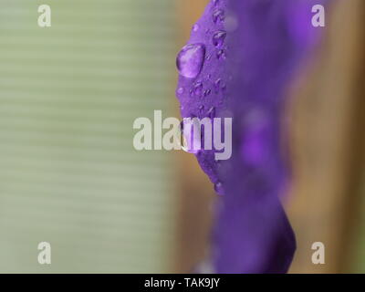 Lila Blüten mit Wassertropfen bedeckt. Nach dem Regen oder Bewässerung. Makro Modus. Stockfoto