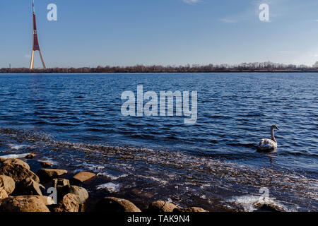 Weißer Schwan Schwimmen im Fluss Daugava in der Nähe von Riga Fernsehturm an einem sonnigen Frühlingstag. Stockfoto