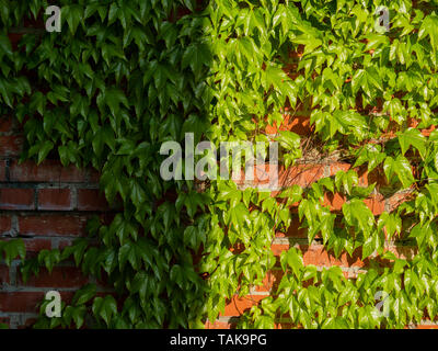 Bild von Red brick wall mit wilden grünen Reben Trauben Stockfoto