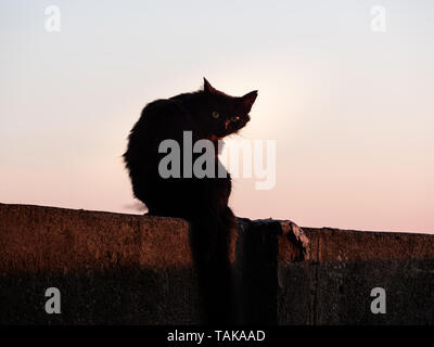 Bild der schwarze Silhouette einer Katze sitzt auf einer Wand bei Sonnenuntergang Stockfoto