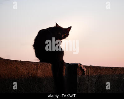 Bild der schwarze Silhouette einer Katze sitzt auf einer Wand bei Sonnenuntergang Stockfoto