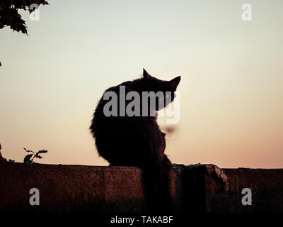 Bild der schwarze Silhouette einer Katze sitzt auf einer Wand bei Sonnenuntergang Stockfoto