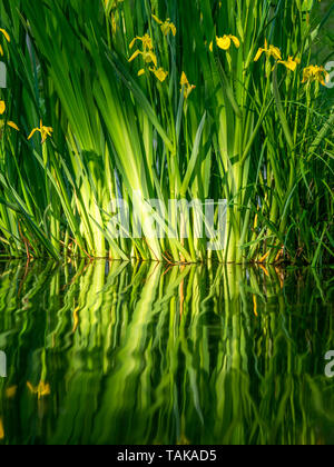 Schließen Sie herauf Bild von frischen Blumen mit Reflexionen im Wasser. Nahaufnahme Stockfoto