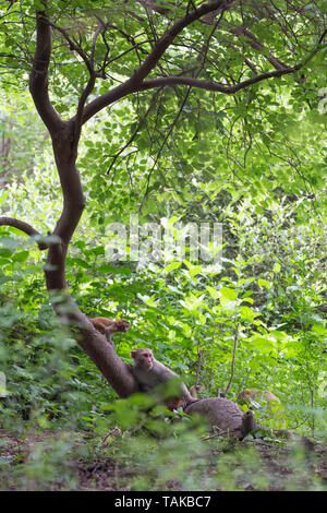 Rhesusaffen (Macaca mulatta), Gruppe ruht im Baum. Keoladeo Nationalpark. Bharatpur. Rajasthan. Indien. Stockfoto