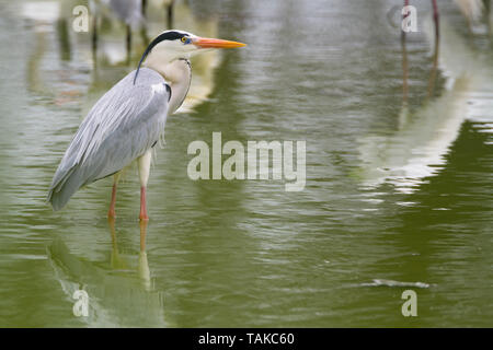 Graureiher (Ardea cinerea), Erwachsene stehen im Wasser. Keoladeo Nationalpark. Bharatpur. Rajasthan. Indien. Stockfoto