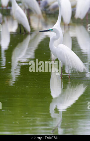 Silberreiher (Ardea alba), Erwachsene stehen im Wasser. Keoladeo Nationalpark. Bharatpur. Rajasthan. Indien. Stockfoto