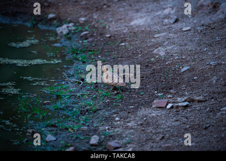 Malte Sandgrouse oder Pterocles Abart in der Nähe der Wasserstelle auf den Durst im Winter an jhalana Wald, Jaipur, Rajasthan, Indien Stockfoto