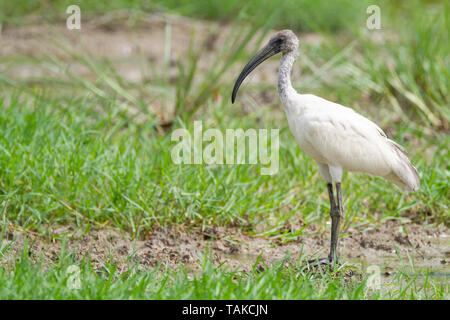 Black-headed Ibis (Threskiornis melanocephalus) juvenile Portrait. Keoladeo Nationalpark. Bharatpur. Rajasthan. Indien. Stockfoto