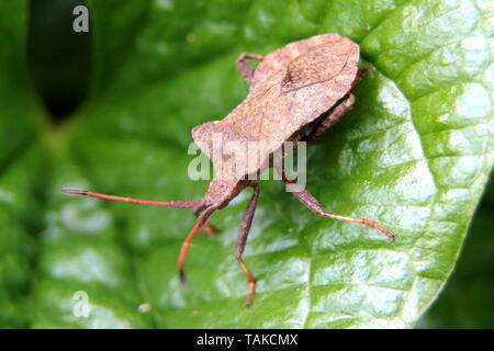 Dock Bug, Coreus marginatus, die stinken Bugs, schwarz rot Antennen, "Sanduhr" Abbildung, ruht auf einem Blatt in einem Feldweg, Devon, England Stockfoto