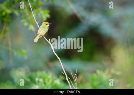 Asiatische grüne Bienenfresser (Merops orientalis), juvenile auf Zweig thront. Keoladeo Nationalpark. Bharatpur. Rajasthan. Indien. Stockfoto