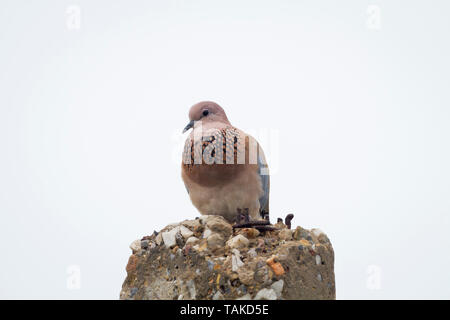 Laughing Dove (Spilopelia senegalensis) auf einem Pfosten thront. Bharatpur. Rajasthan. Indien. Stockfoto