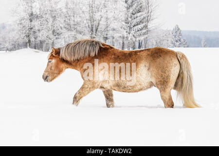 Hellbraun Haflinger Wandern auf schneebedeckten Feld im Winter, unscharfen Bäume im Hintergrund Stockfoto