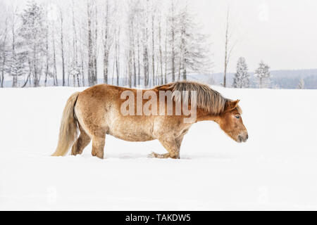 Hellbraun Haflinger Spaziergänge durch Schnee auf Feld im Winter, unscharfen Bäume im Hintergrund Stockfoto