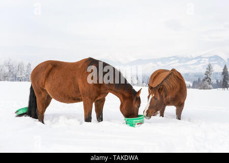 Zwei braune Pferde Essen aus grünem Plastik Eimer im Winter, unscharfen Bäume und Berge im Hintergrund Stockfoto