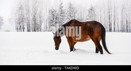 Dunkle braune Pferd Spaziergänge auf schneebedeckten Feld im Winter, unscharfen Bäume im Hintergrund, Blick von der Seite zurück Stockfoto