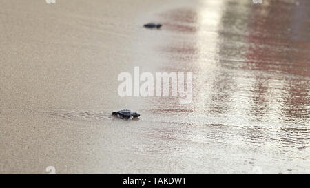 Kleines Baby Schildkröte, kurz nach Sonnenuntergang geschlüpft, Wandern auf Sand, Meer zu gelangen Stockfoto