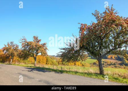 Wilde Apfelbäume mit roten Früchte wachsen auf der Asphaltstrasse, klare Herbst Himmel im Hintergrund Stockfoto
