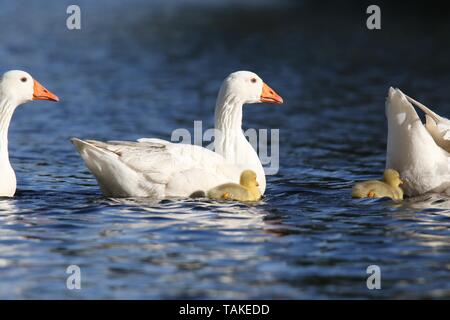 Gans Eltern Schwimmen mit ihren drei Gänschen im Frühling Stockfoto