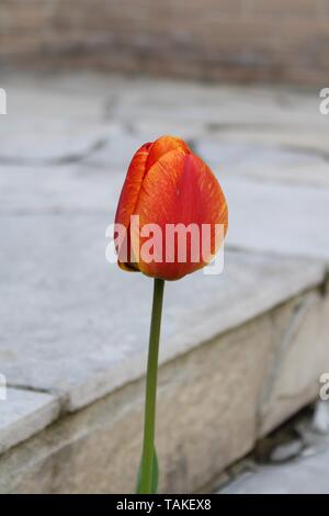 Einzelne rote Tulpe im Frühjahr gegen einen Stein Schritt Stockfoto