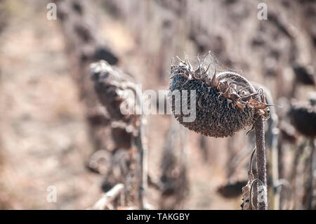 Trockene Sonnenblumen Köpfe mit Samen im Spätsommer landwirtschaftlichen Bereich closeup im sonnigen Tag Stockfoto