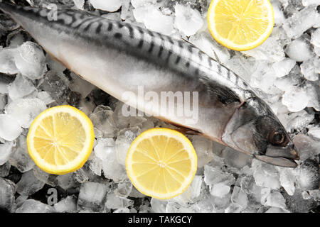 Leckere rohe Makrele Fisch mit Zitrone auf Eis Stockfoto
