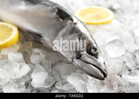 Leckere rohe Makrele Fisch mit Zitrone auf Eis Stockfoto