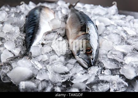 Leckere rohe Makrele Fisch auf Eis Stockfoto