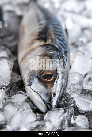 Leckere rohe Makrele Fisch auf Eis Stockfoto