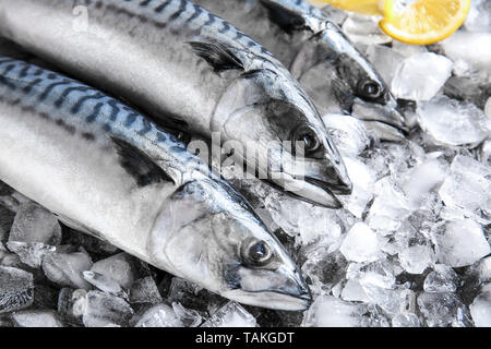 Leckere rohe Makrele Fisch auf Eis Stockfoto