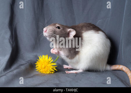 Ratte auf einem dunklen Hintergrund Stockfoto