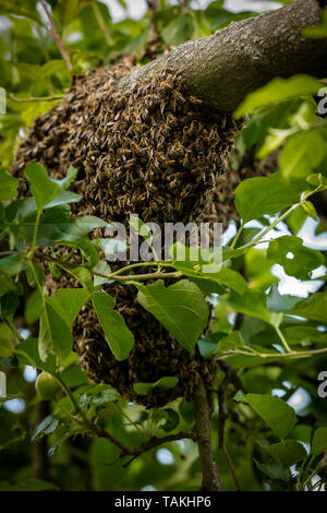 Die Bienenzucht. Entgangen Bienen schwärmen Verschachtelung auf einen Baum. Bienenhaus Hintergrund. Ein Schwarm von europäischen Honigbienen klammerte sich an einen Baum. Stockfoto