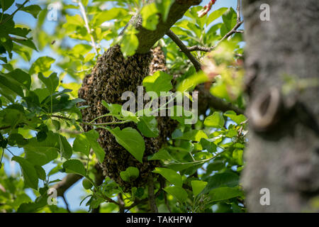 Die Bienenzucht. Entgangen Bienen schwärmen Verschachtelung auf einen Baum. Bienenhaus Hintergrund. Ein Schwarm von europäischen Honigbienen klammerte sich an einen Baum. Stockfoto