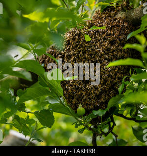 Die Bienenzucht. Entgangen Bienen schwärmen Verschachtelung auf einen Baum. Bienenhaus Hintergrund. Ein Schwarm von europäischen Honigbienen klammerte sich an einen Baum. Stockfoto