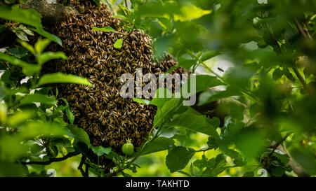 Die Bienenzucht. Entgangen Bienen schwärmen Verschachtelung auf einen Baum. Bienenhaus Hintergrund. Ein Schwarm von europäischen Honigbienen klammerte sich an einen Baum. Stockfoto