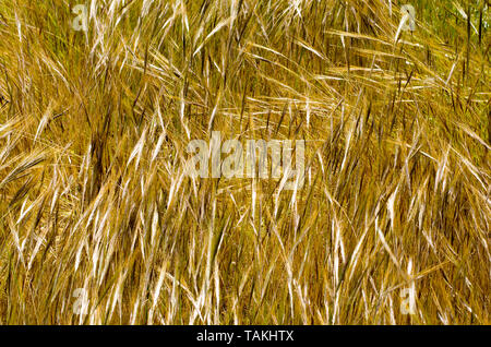 Gold Weizenfeld. Schönen Hintergrund der reifenden Ähren wiese Weizenfeld Stockfoto