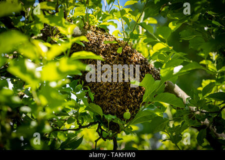 Die Bienenzucht. Entgangen Bienen schwärmen Verschachtelung auf einen Baum. Bienenhaus Hintergrund. Ein Schwarm von europäischen Honigbienen klammerte sich an einen Baum. Stockfoto