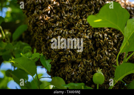 Die Bienenzucht. Entgangen Bienen schwärmen Verschachtelung auf einen Baum. Bienenhaus Hintergrund. Ein Schwarm von europäischen Honigbienen klammerte sich an einen Baum. Stockfoto