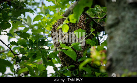 Die Bienenzucht. Entgangen Bienen schwärmen Verschachtelung auf einen Baum. Bienenhaus Hintergrund. Ein Schwarm von europäischen Honigbienen klammerte sich an einen Baum. Stockfoto